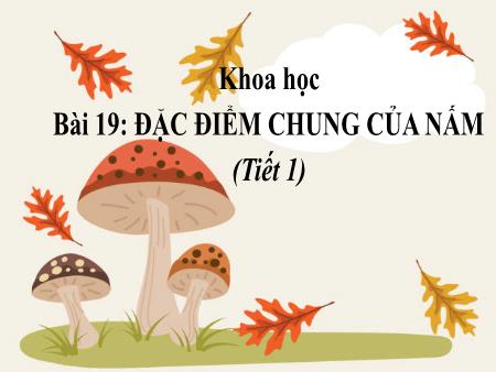 Bài giảng Khoa học 4 (Kết nối tri thức) - Bài 19: Đặc điểm chung của nấm (Tiết 1)